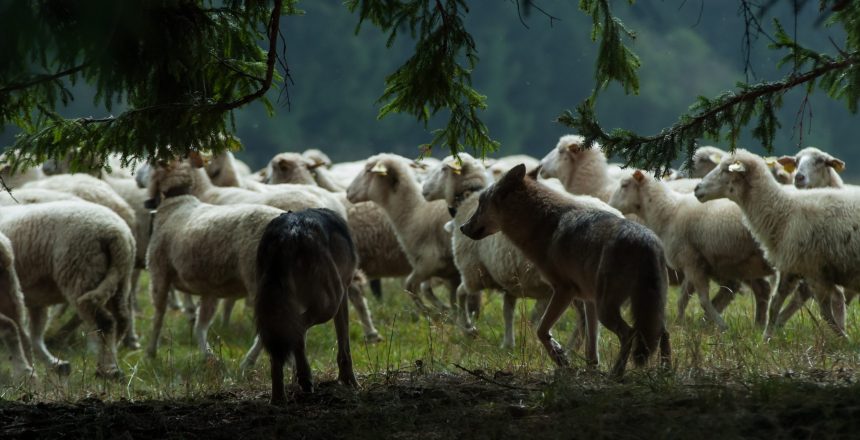 wolves walking along a herd of sheep