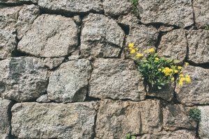 big tech's walled garden, yellow flowers emerging from the crack in a stone wall